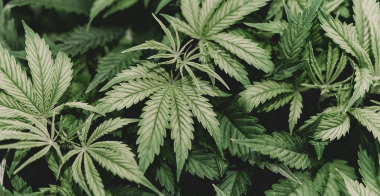 Con lupa, Senado revisará Minuta sobre Cannabis