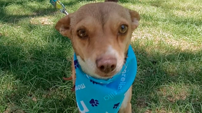 La Voz de la Solidaridad: Impa Lanza Una Emocionante Campaña por la Salvaguardia de las Lombrices en Tiempos de Invierno